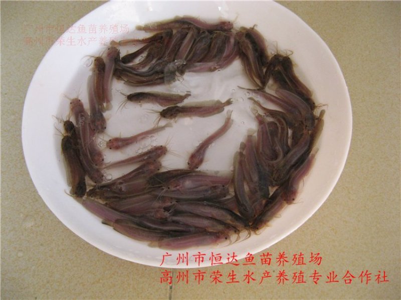 土塘虱鱼苗胡子鲶鱼苗