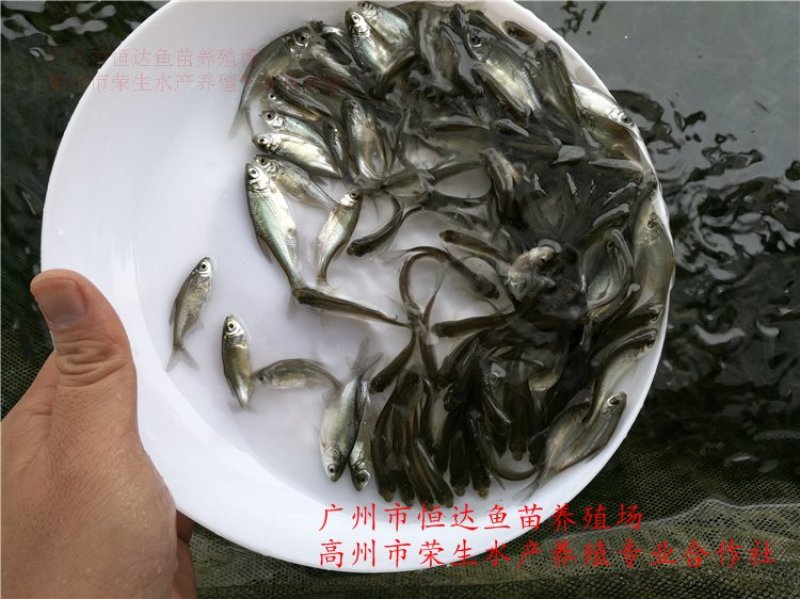 武昌鱼苗3-5厘米