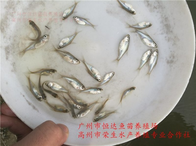 武昌鱼苗3-5厘米