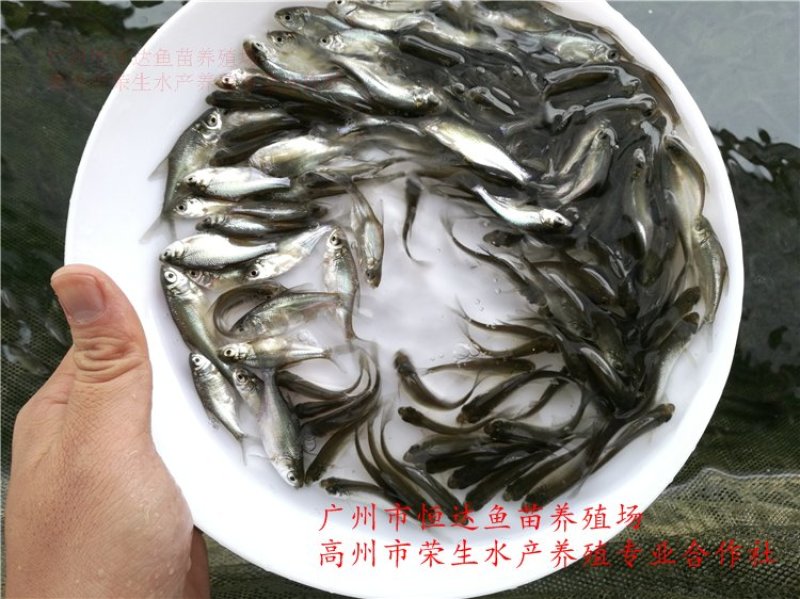 武昌鱼苗3-5厘米