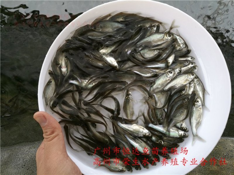 武昌鱼苗3-5厘米
