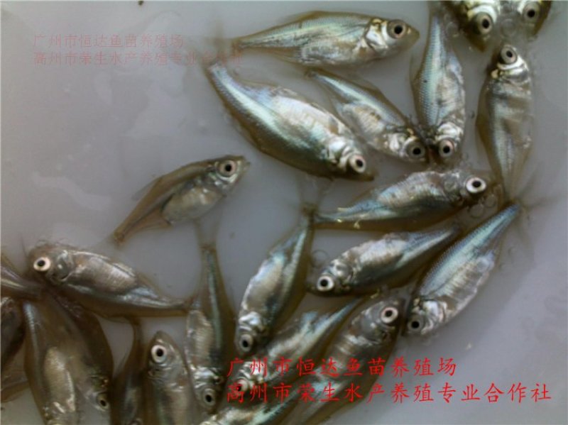 武昌鱼苗3-5厘米