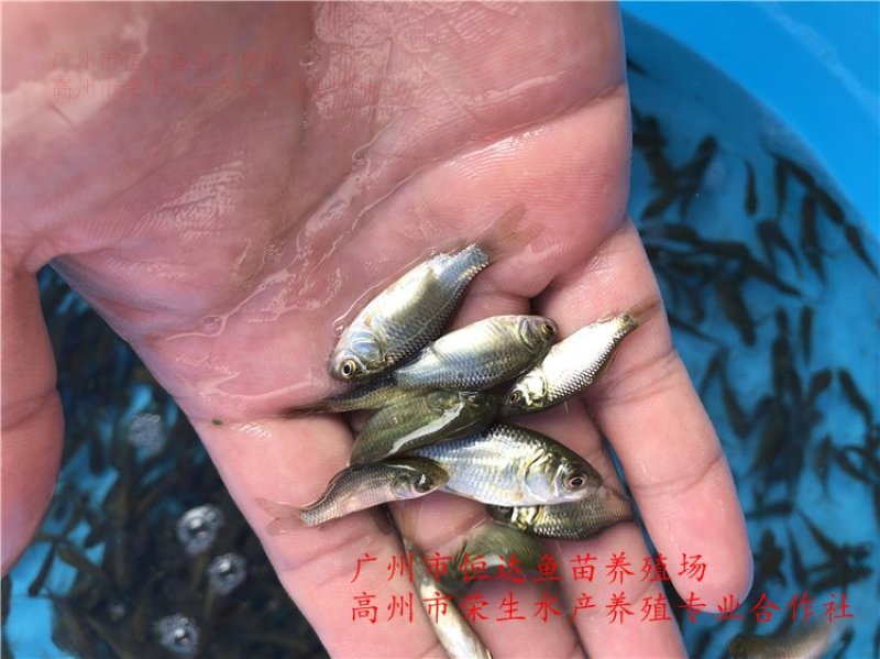 湘云鲫鱼苗工程鲫鱼苗