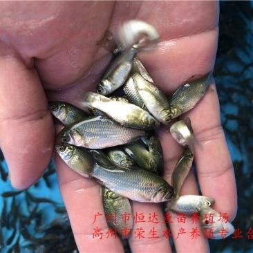湘云鲫鱼苗工程鲫鱼苗