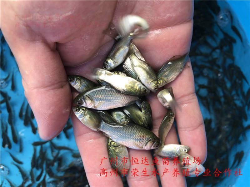 湘云鲫鱼苗工程鲫鱼苗