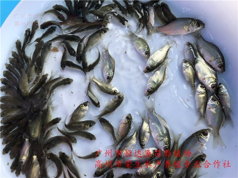 湘云鲫鱼苗工程鲫鱼苗