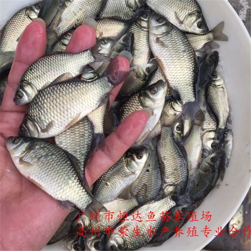 湘云鲫鱼苗工程鲫鱼苗