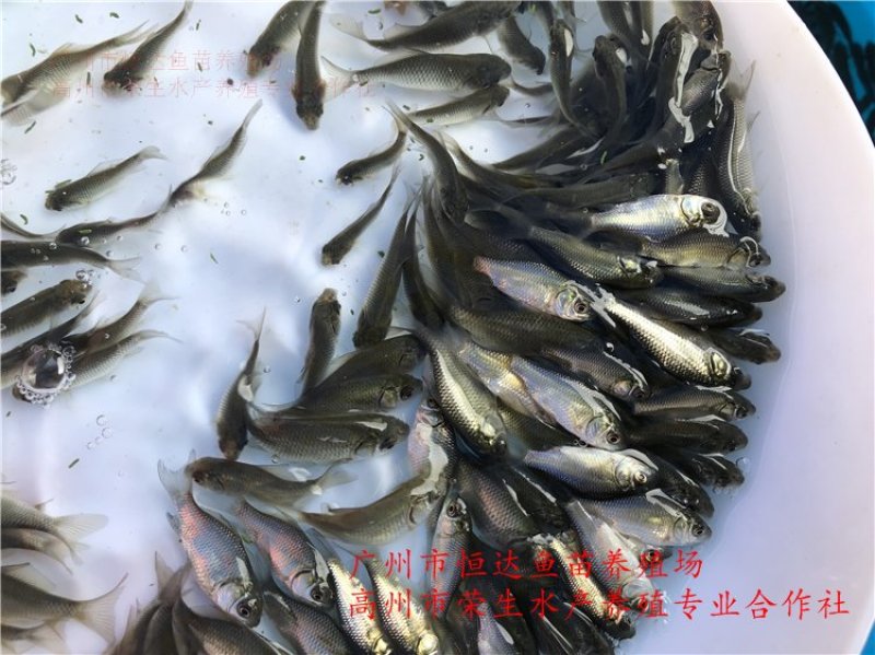 湘云鲫鱼苗工程鲫鱼苗