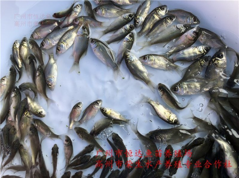 湘云鲫鱼苗工程鲫鱼苗
