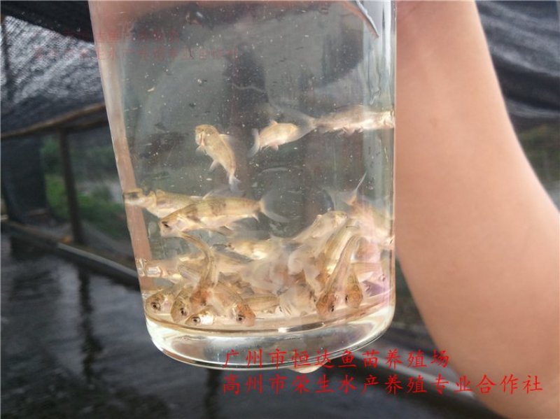 中华胭脂鱼苗3-8厘米