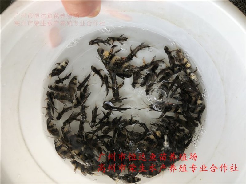 中华胭脂鱼苗3-8厘米