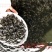 中华胭脂鱼苗3-8厘米