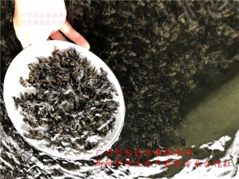 中华胭脂鱼苗3-8厘米