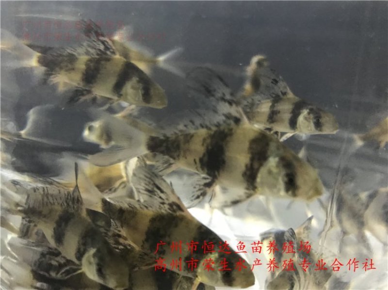 中华胭脂鱼苗3-8厘米