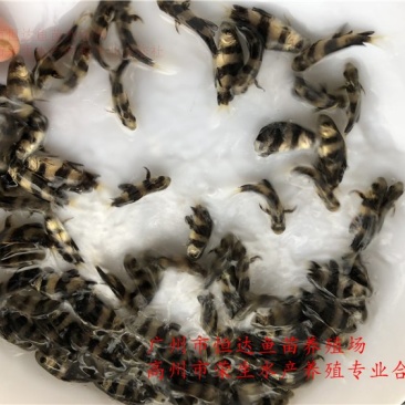 中华胭脂鱼苗3-8厘米