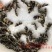 中华胭脂鱼苗3-8厘米