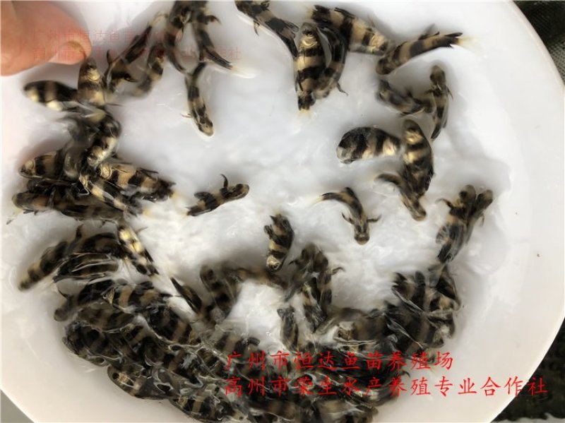 中华胭脂鱼苗3-8厘米