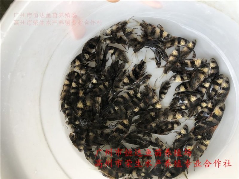 中华胭脂鱼苗3-8厘米