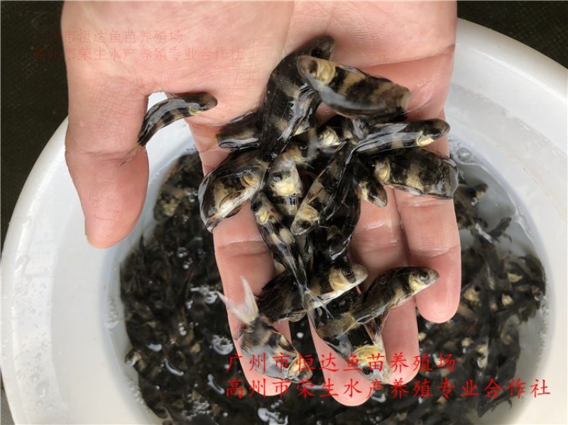 中华胭脂鱼苗3-8厘米