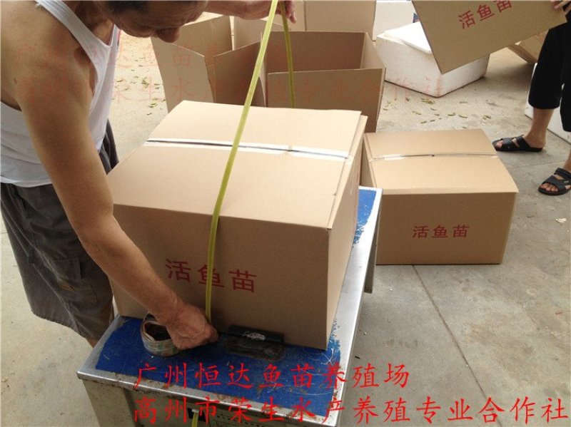 中华胭脂鱼苗3-8厘米