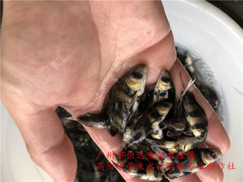 中华胭脂鱼苗3-8厘米