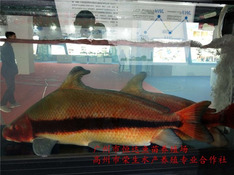 中华胭脂鱼苗3-8厘米