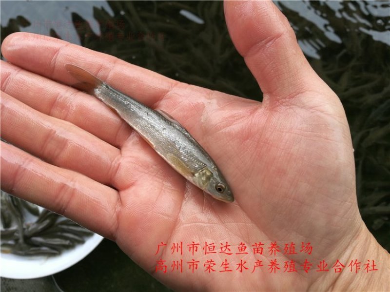 银雪鱼苗6-8厘米