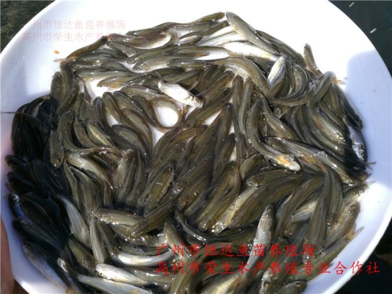 银雪鱼苗6-8厘米