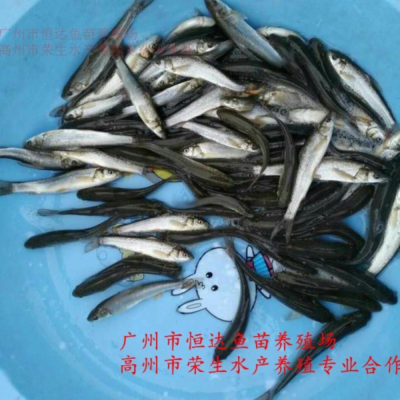 银雪鱼苗6-8厘米