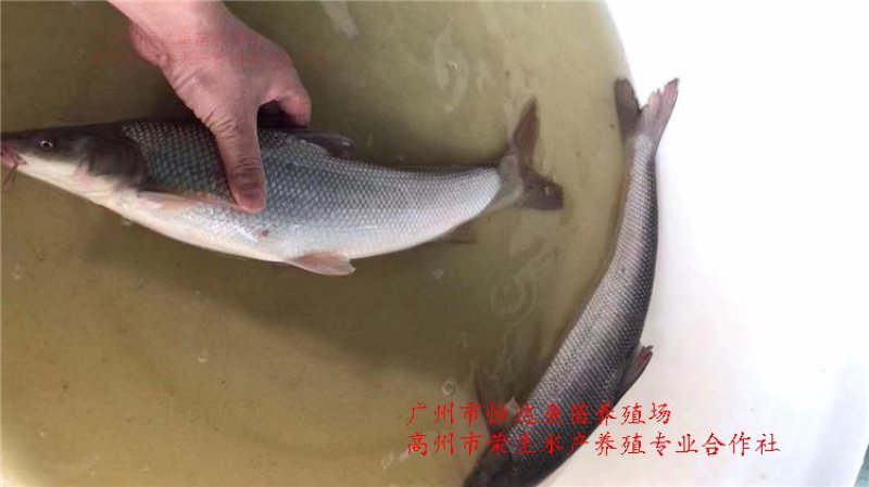 银雪鱼苗6-8厘米