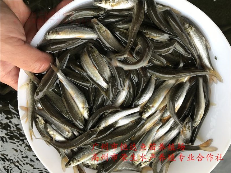 银雪鱼苗6-8厘米