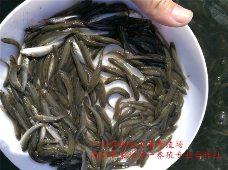 银雪鱼苗6-8厘米