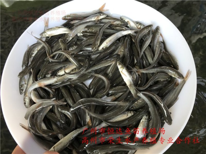 银雪鱼苗6-8厘米