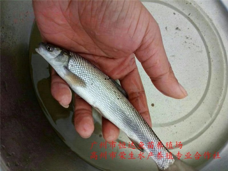 银雪鱼苗6-8厘米