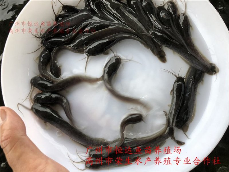 革胡子鲶鱼鱼苗埃及塘虱鱼苗