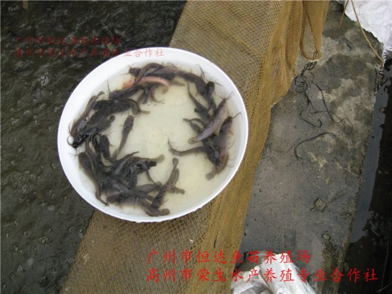 革胡子鲶鱼鱼苗埃及塘虱鱼苗