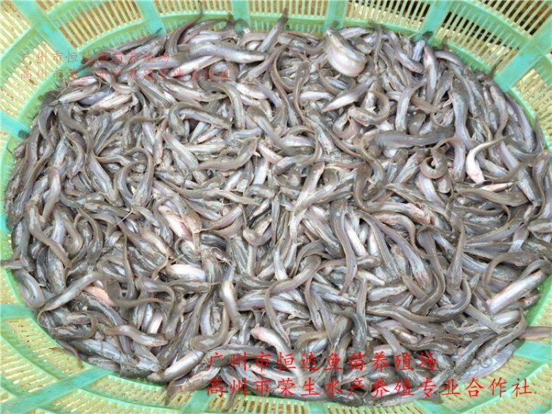 革胡子鲶鱼鱼苗埃及塘虱鱼苗
