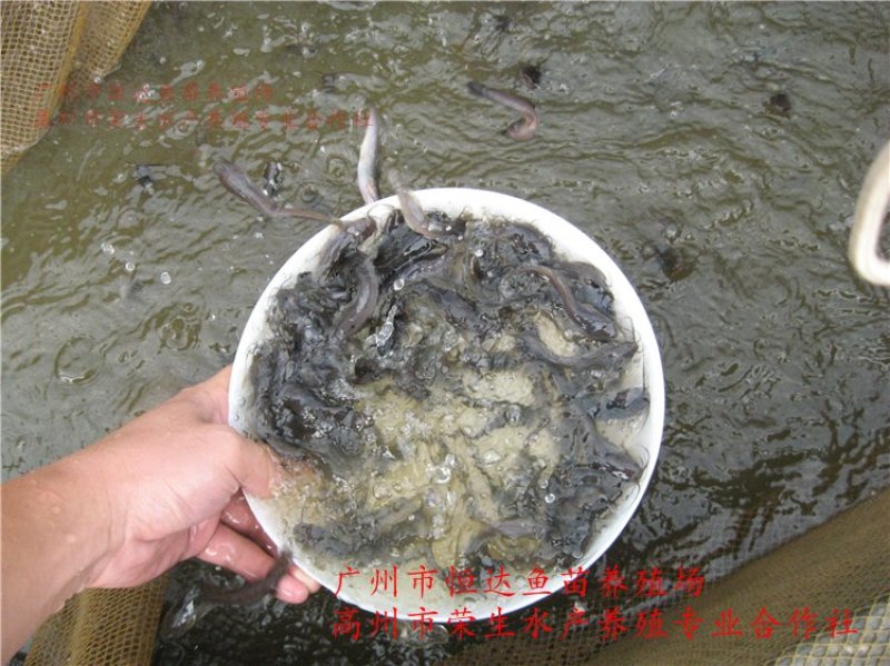 革胡子鲶鱼鱼苗埃及塘虱鱼苗