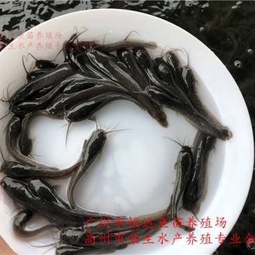 革胡子鲶鱼鱼苗埃及塘虱鱼苗