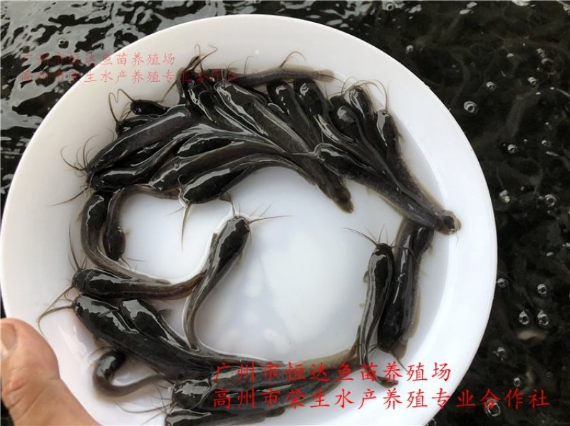 革胡子鲶鱼鱼苗埃及塘虱鱼苗