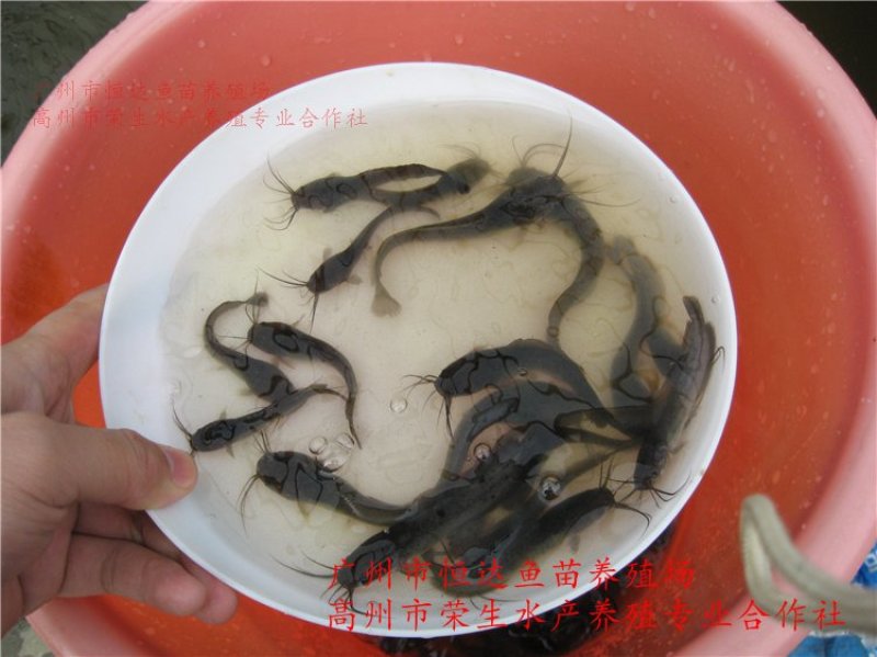 革胡子鲶鱼鱼苗埃及塘虱鱼苗