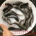 革胡子鲶鱼鱼苗埃及塘虱鱼苗