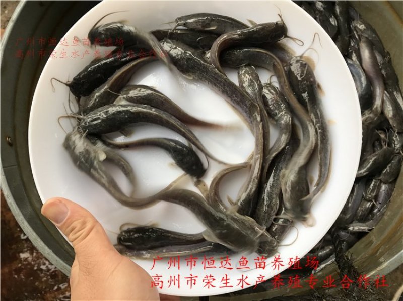 革胡子鲶鱼鱼苗埃及塘虱鱼苗