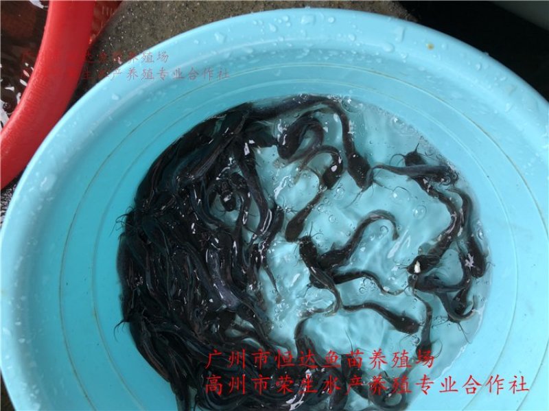革胡子鲶鱼鱼苗埃及塘虱鱼苗