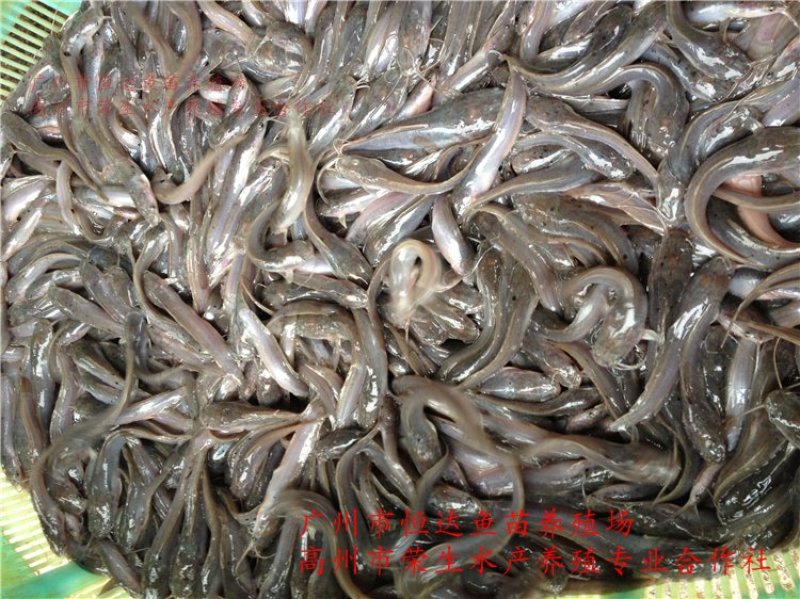 革胡子鲶鱼鱼苗埃及塘虱鱼苗