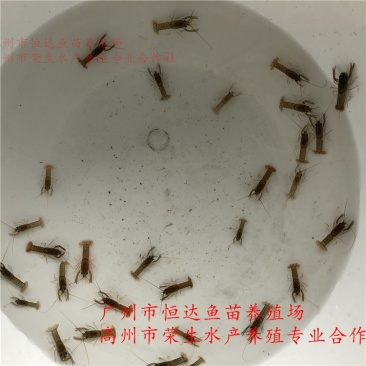 澳洲淡水龙虾苗