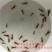 澳洲淡水龙虾苗
