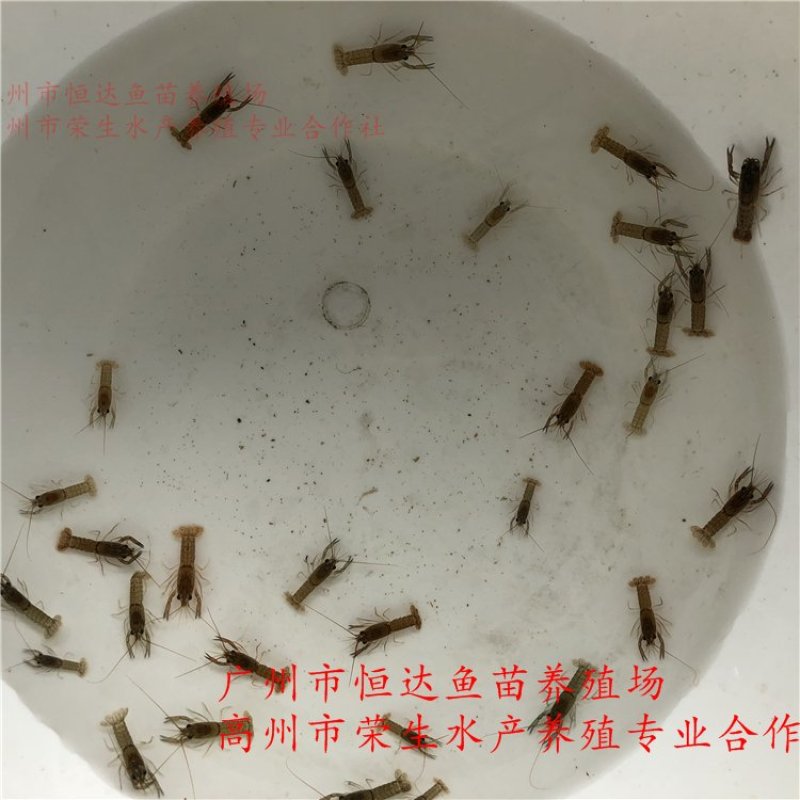 澳洲淡水龙虾苗