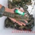 澳洲淡水龙虾苗