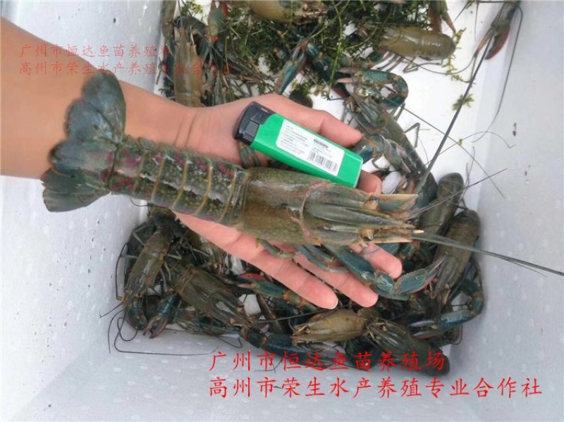 澳洲淡水龙虾苗